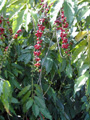 Kona coffee ripening